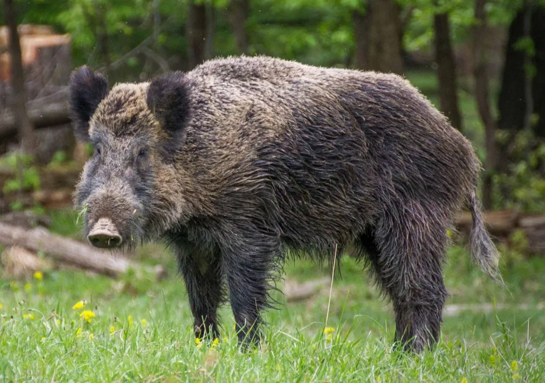 Rising population growth of pigs will have bad impact on ecosystem: Experts
