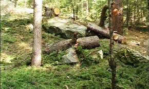 Loot of green gold: Anantnag Forest Division seizes vehicle illegally carrying medicinal plants