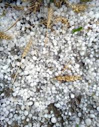 Hailstorm damages fruits, vegetables, crops in Tral villages