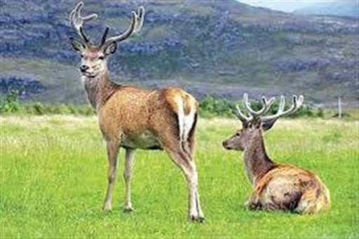 In a first: Wildlife Deptt lens captures 10 majestic Hanguls in Shikargah Tral