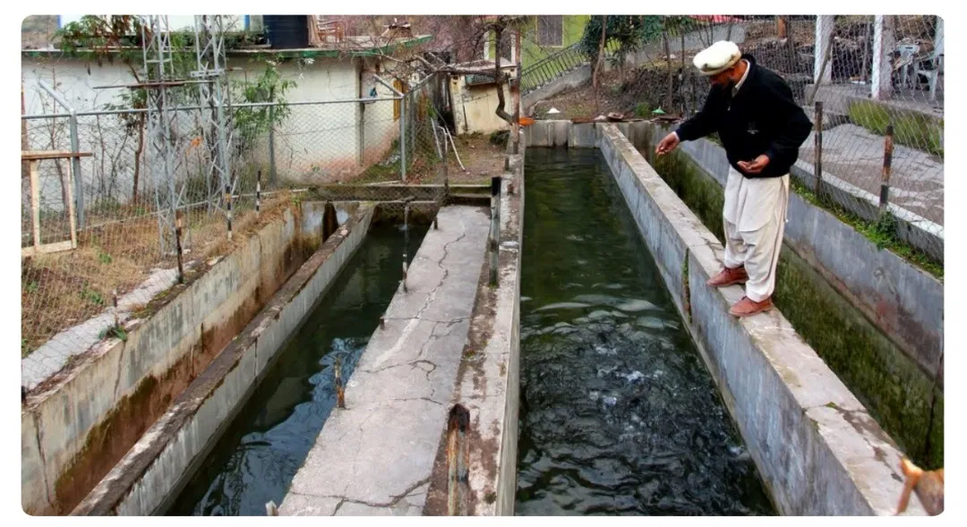 Kokernag fisheries farm emerges best producer of Trout in world