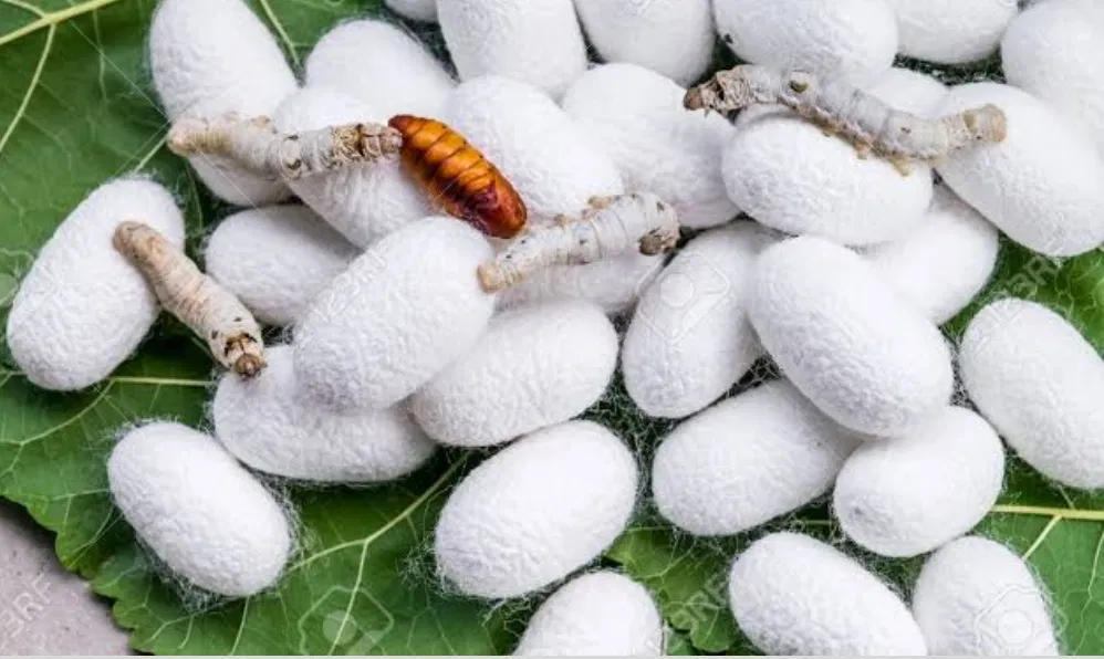 Good news for Cocoon growers, JKI to procure 1.10 Lac Kg cocoon from Jammu, Kashmir