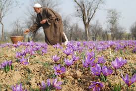 Saffron growers worried as Kashmir witnesses hot, dry weather