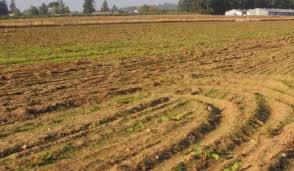 CPWD under scanner for doing ‘faulty’ soil testing on CUK land in Ganderbal