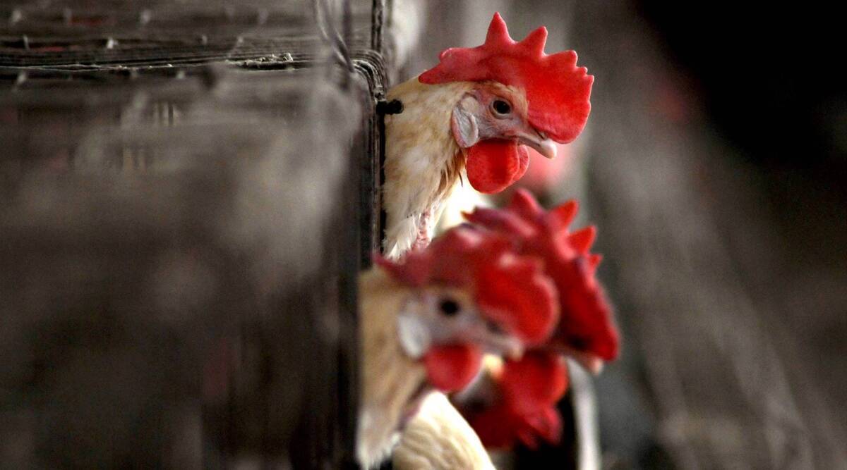 Bird Flu cases reported in four districts of Kashmir