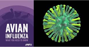 Avian Influenza: First case confirmed among poultry in Bla