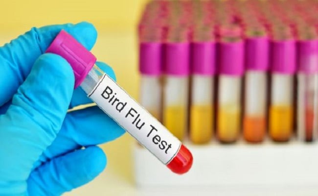 Now avian influenza detected in domestic geese in Bandipora