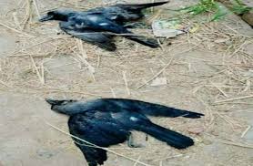 Bird flu confirmed in dead crows in Athwajan area of Srinagar