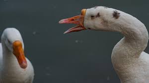Bird Flu Not Harming People at Present But Can be Another Pandemic If Adapts in Humans, Surpassing Phase 3: DAK President