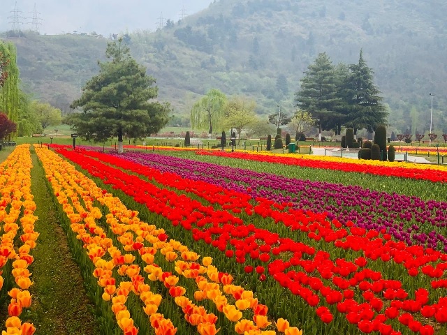 Tulip garden witnesses 41261 tourists in first five days