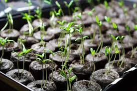 Distribution of Vegetable seedlings kick-started at Lalmandi