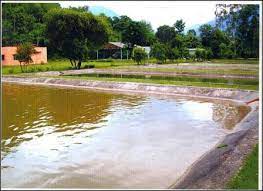 Fisheries Department Ramban stocks Carp fish seed in private ponds