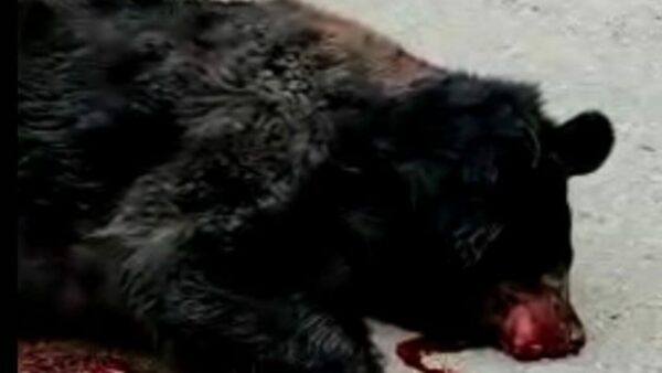 Black bear found dead in Ganderbal