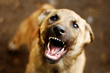 Minor Among Three Injured By Dog In Handwara