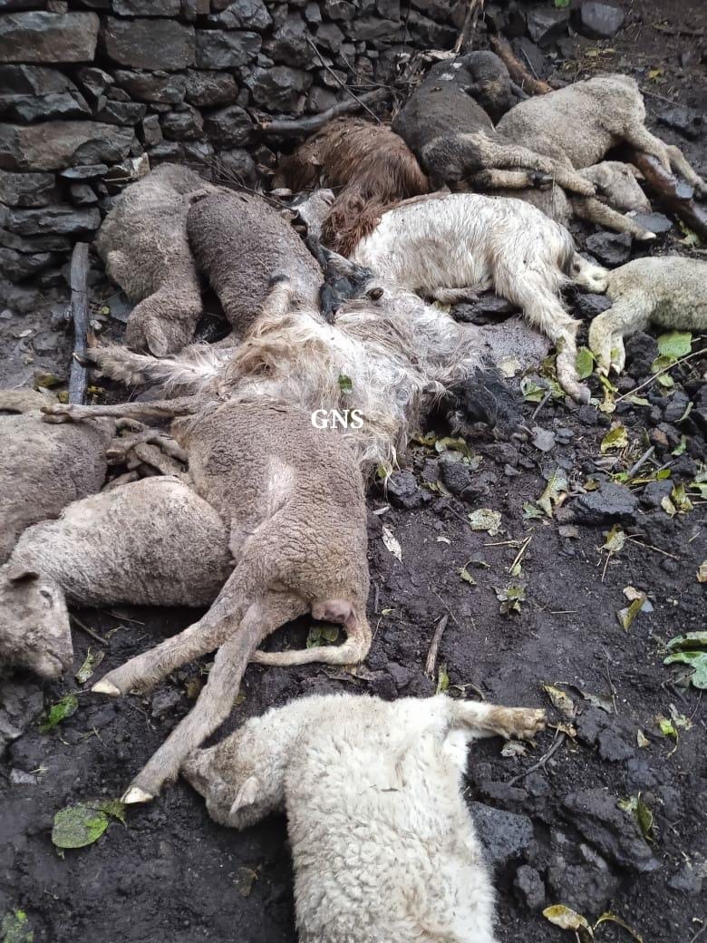 At least 50 sheep, goats perish after cattle shed collapses in Rajouri