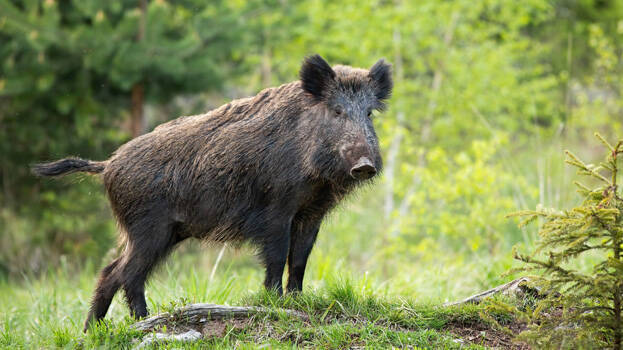 50-year-old man injured in wild boar attack in Poonch