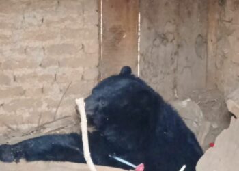 Black Bear With 2 Cubs Rescued from Drugmulla in Kupwara