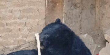 Black Bear With 2 Cubs Rescued from Drugmulla in Kupwara
