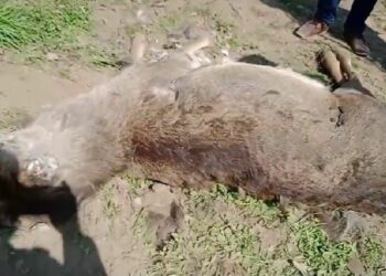 J-K: State Animal ‘Hangul’ falls prey to leopard in South Kashmir’s Tral