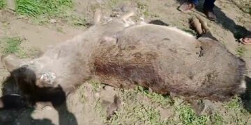 J-K: State Animal ‘Hangul’ falls prey to leopard in South Kashmir’s Tral