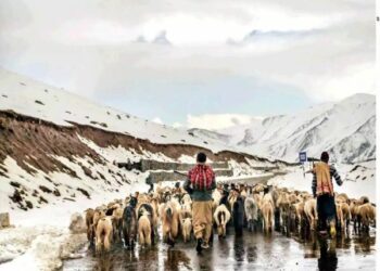 Nomads fear losses as unseasonal snowfall triggers cold wave in J-K’s Chenab Valley