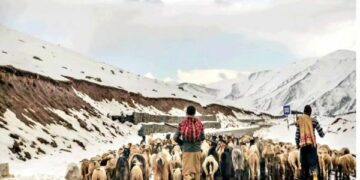 Nomads fear losses as unseasonal snowfall triggers cold wave in J-K’s Chenab Valley