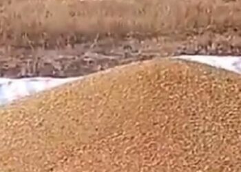 India prohibits wheat exports citing food security risks