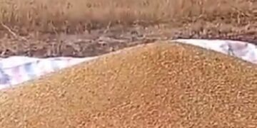 India prohibits wheat exports citing food security risks