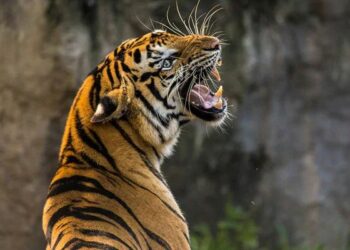 Leopard Mauls Minor Boy To Death In Handwara