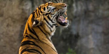 Leopard Mauls Minor Boy To Death In Handwara