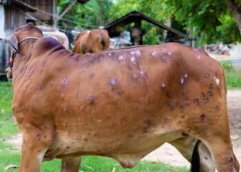 Lumpy SKIN Disease: Govt forms task forces for Jammu, Kashmir divisions  