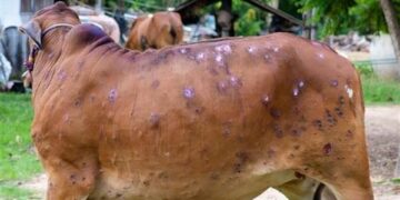 Lumpy SKIN Disease: Govt forms task forces for Jammu, Kashmir divisions