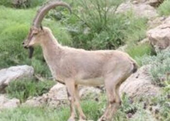 Wild goat dies after hit by car in Mendhar Poonch