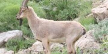 Wild goat dies after hit by car in Mendhar Poonch