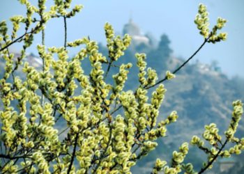 Temp Rises Amid Dry Weather In Kashmir