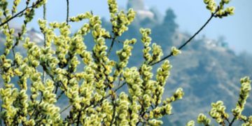 Temp Rises Amid Dry Weather In Kashmir
