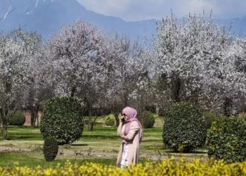 Badamwari Garden Dazzles In Bloom