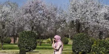 Badamwari Garden Dazzles In Bloom