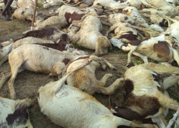 Around 40 goats, sheep perish in lightning  