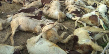 Around 40 goats, sheep perish in lightning  