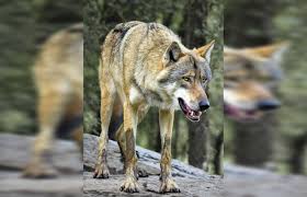 Four Indian Grey Wolves trans-located from Gujarat to Jambu Zoo