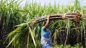 Cabinet Approves Fair and Remunerative Price of Sugarcane Payable by Sugar Mills to Sugarcane Farmers for Sugar Season 2025-26