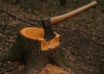 18 Trees Illegally Axed; Forest Officials Suspended in Gurez’s Baduaab Block