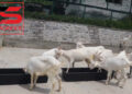 SKUAST-K Introduces High-Yielding ‘Milk Queen’ Saanen Goats to Boost Dairy Production in Kashmir