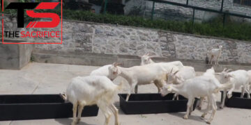 SKUAST-K Introduces High-Yielding ‘Milk Queen’ Saanen Goats to Boost Dairy Production in Kashmir
