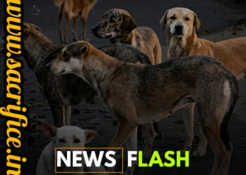 Minor Girl Dies After Stray Dog Attack in Sopore