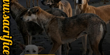 Minor Girl Dies After Stray Dog Attack in Sopore